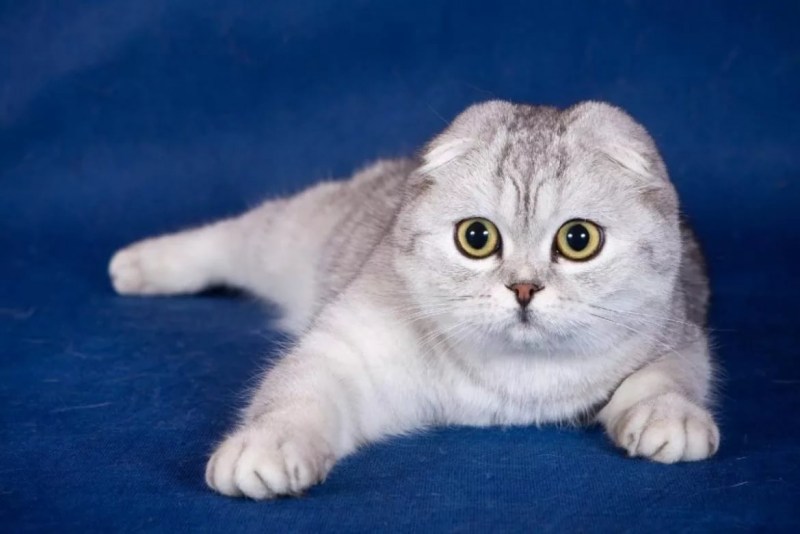 Скоттиш-фолд Шотландская