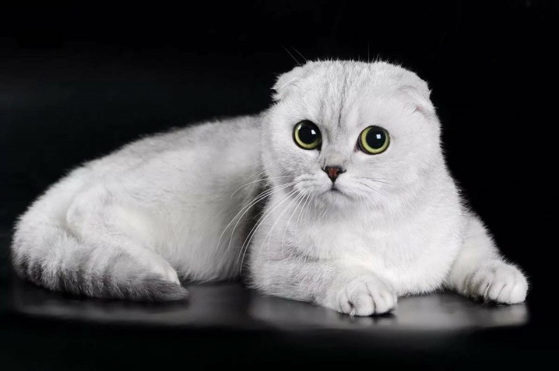 Скоттиш-фолд Шотландская