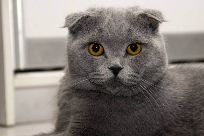 Шотландская вислоухая кошка