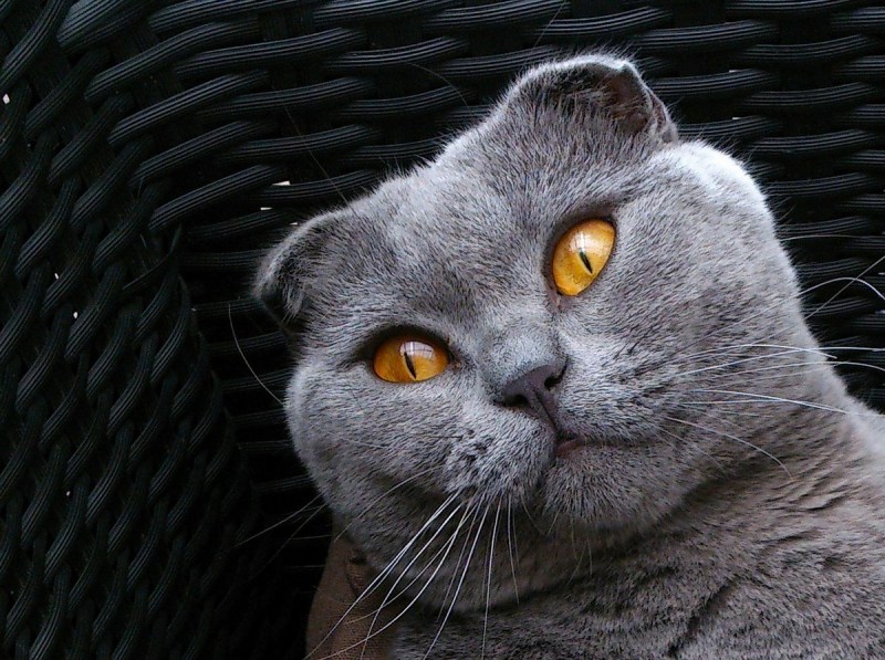 Шотландская вислоухая кошка серая