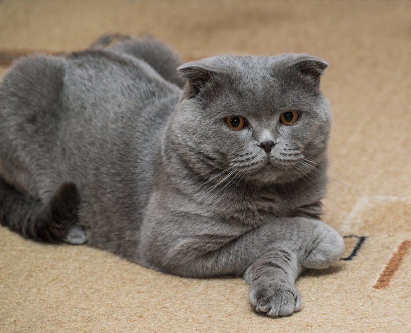 Шотландец кот