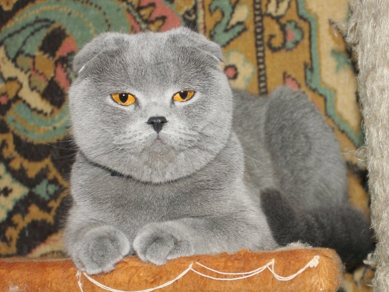 Скоттиш фолд 2 года