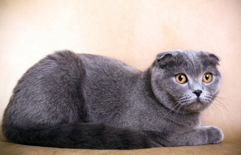 Шотландский вислоухий кот скоттиш фолд