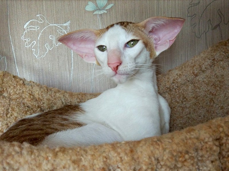 Ориентальная кошка