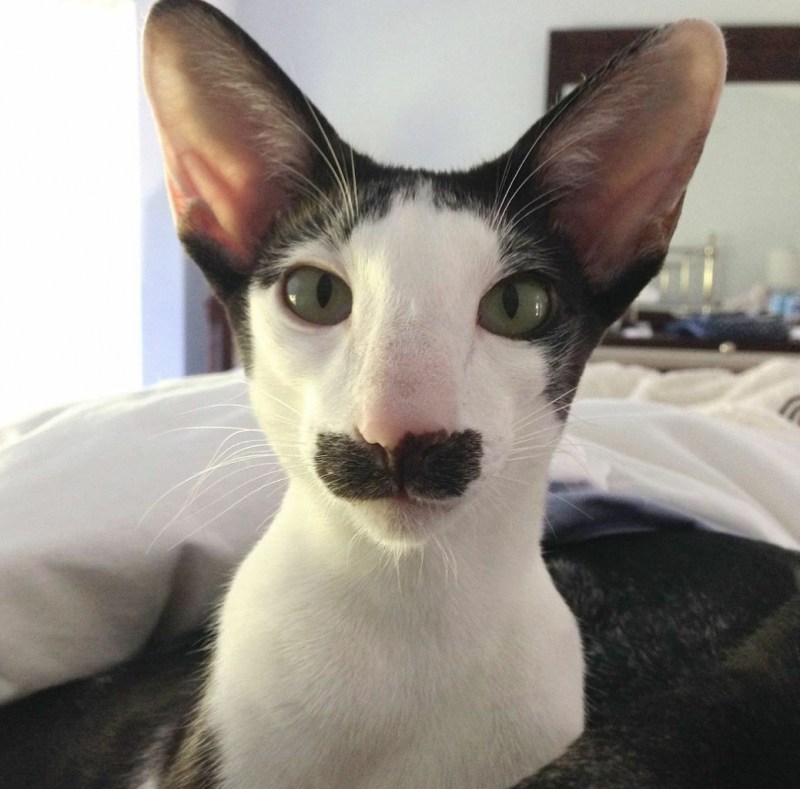 Коты ориенталы грузины