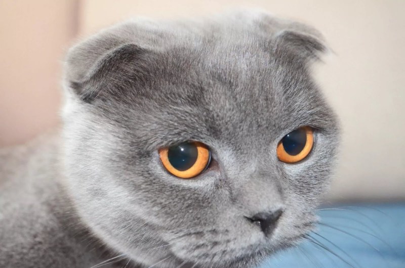 Шотландские вислоухие коты
