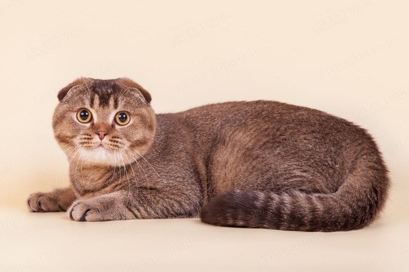 Шотланская Веселуха кошка