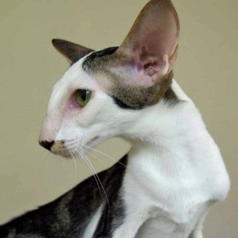 Кот Ориентал