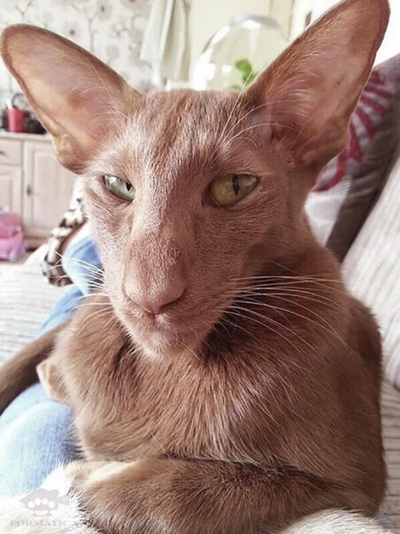 Ориентальный кот рыжий грузин