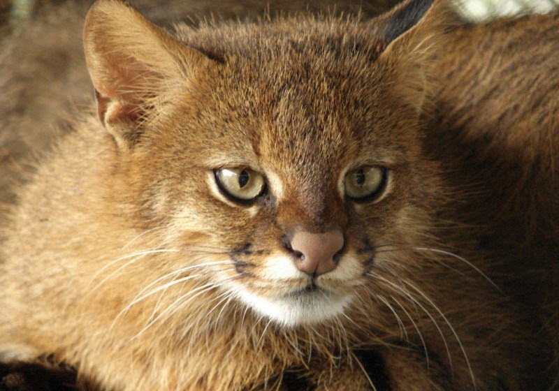 Пампасская кошка (leopardus Pajeros),