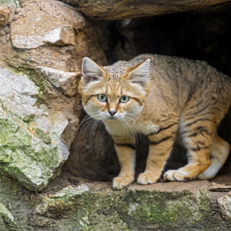 Барханный кот котята