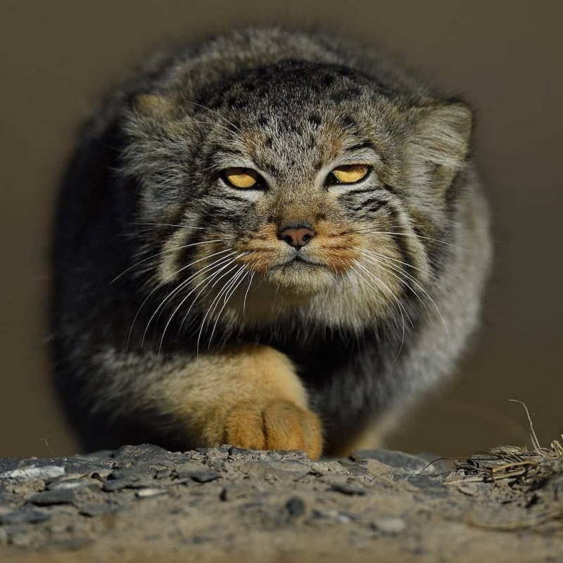 Кошачье семейство