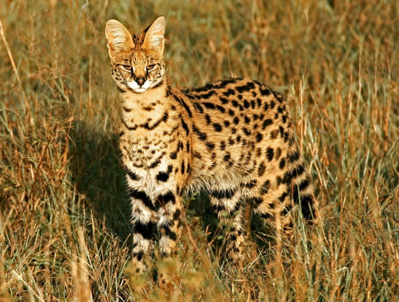 Сервал (Leptailurus Serval),