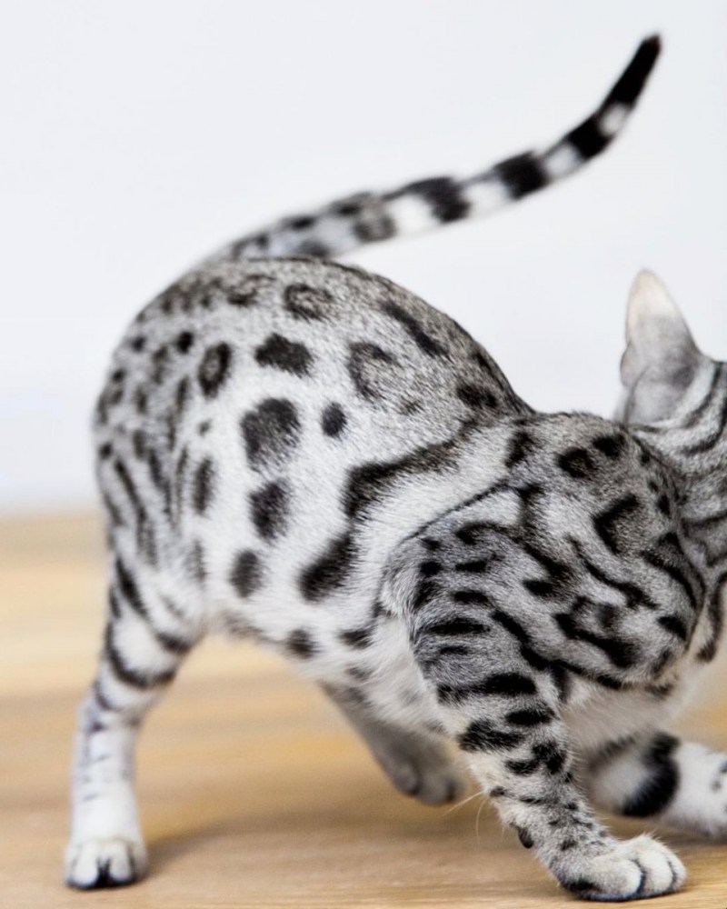 Бенгальский кот табби