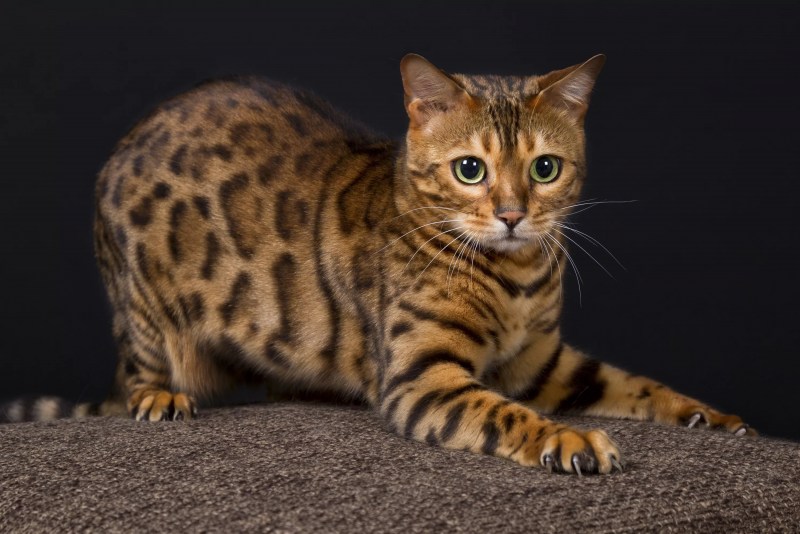 Бенгальская кошка