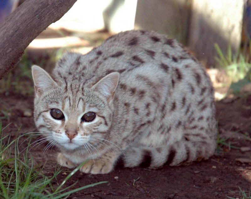 Бенгальская кошка котенок