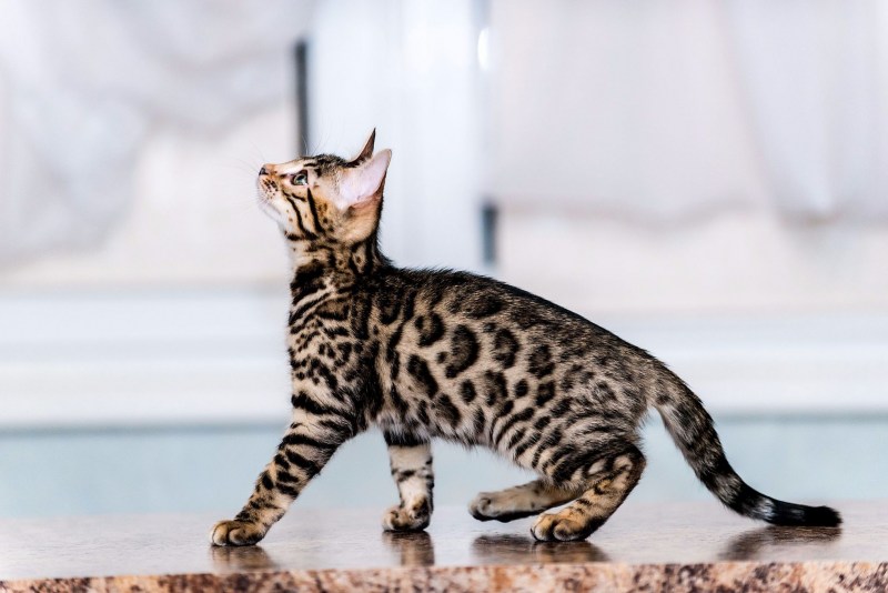 Кот бенгал