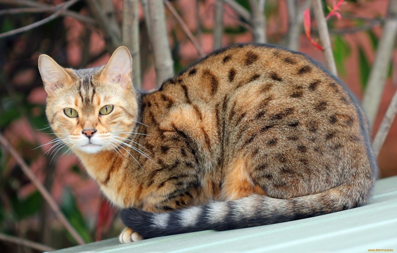 Кот породы Оцикет