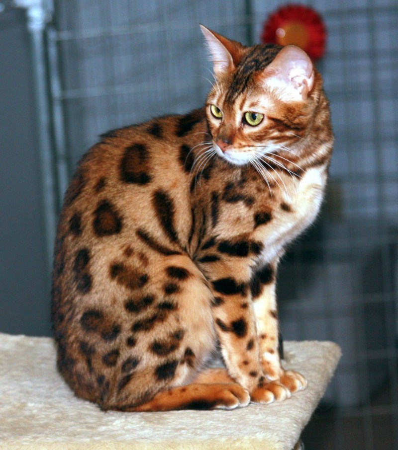 Кошка пятнистая Бенгальская