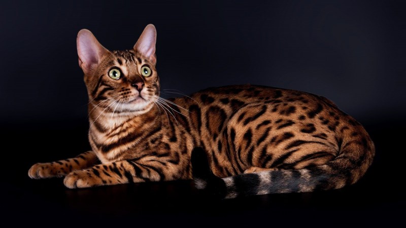 Мраморный бенгальский кот