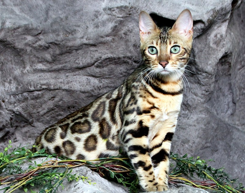 Бенгальская кошка Сильвер