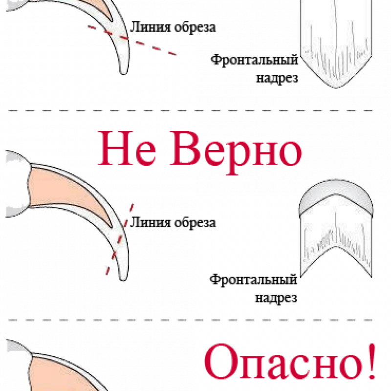 Как обрезать когти кошке когтерезкой