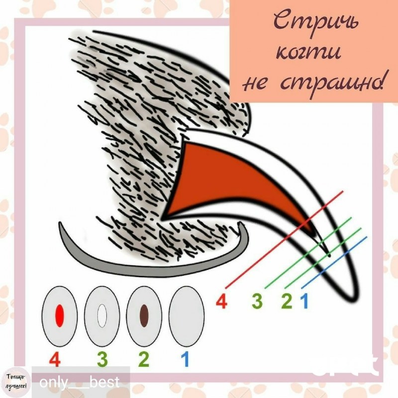Схема подстригания когтей у кошек