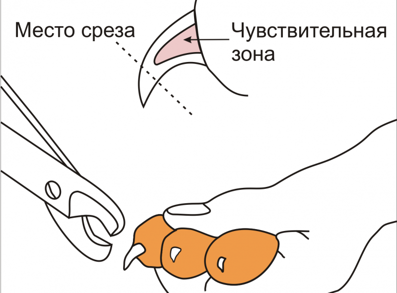 Как подстричь когти коту