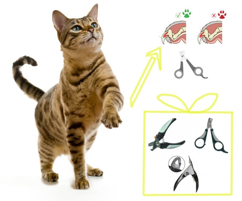 Подстригание когтей коту