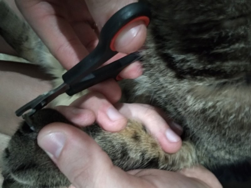 Строение кошачьего когтя