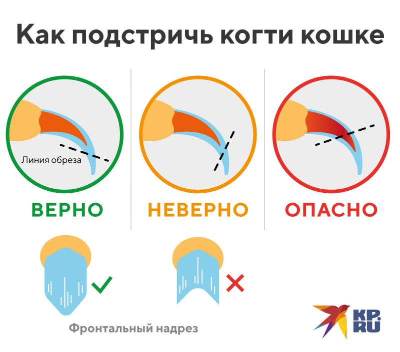 Как подрезать когти коту