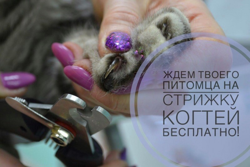 Акции груминг салонов
