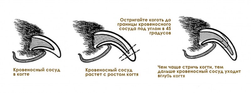 Стрижка когтей у кошек