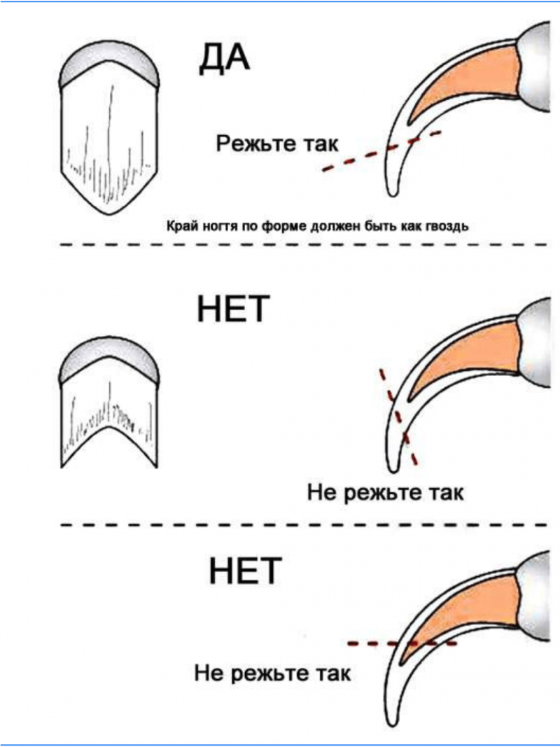 Как подрезать когти кошке