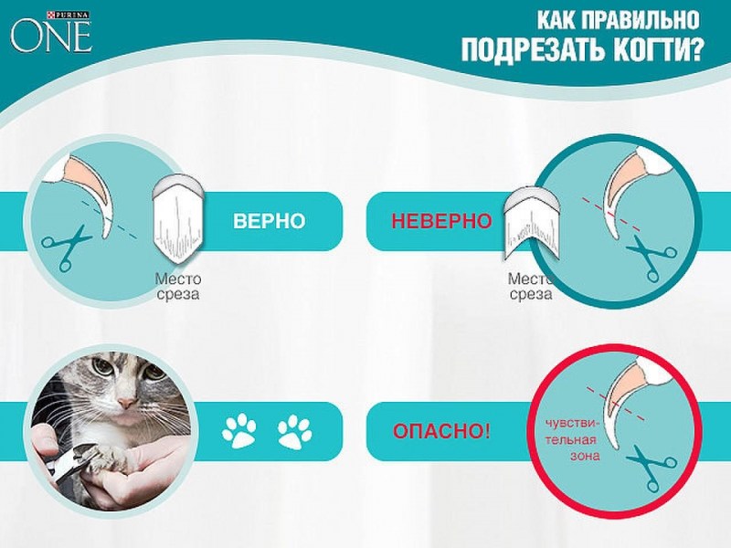 Как стричь когти котенку