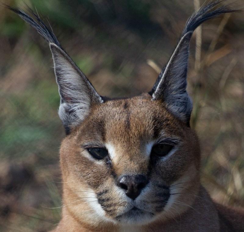 Каракал кошка