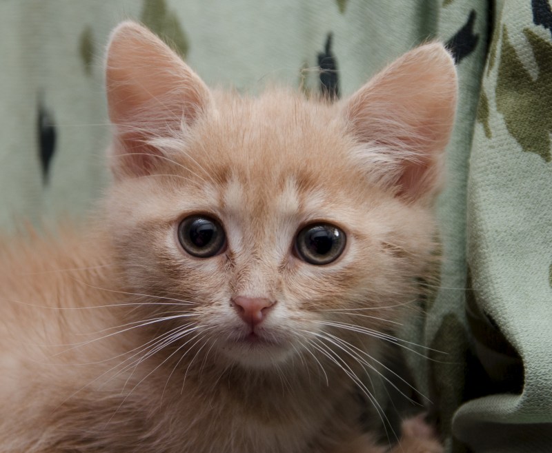 Котенок персикового цвета