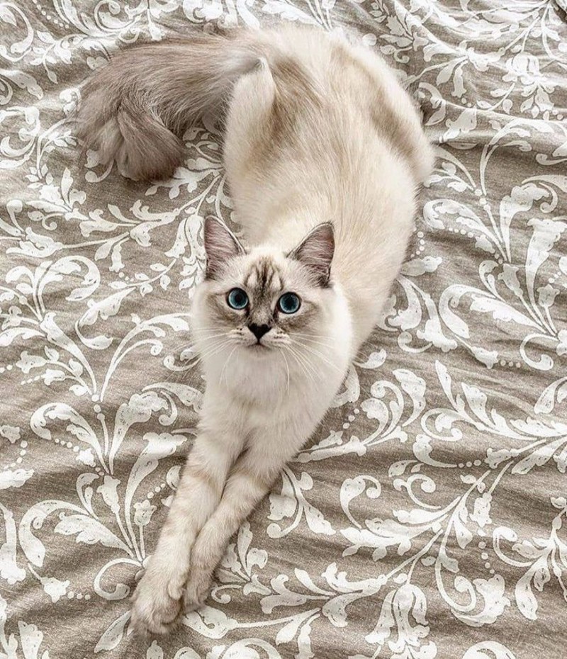 Бежевая кошка