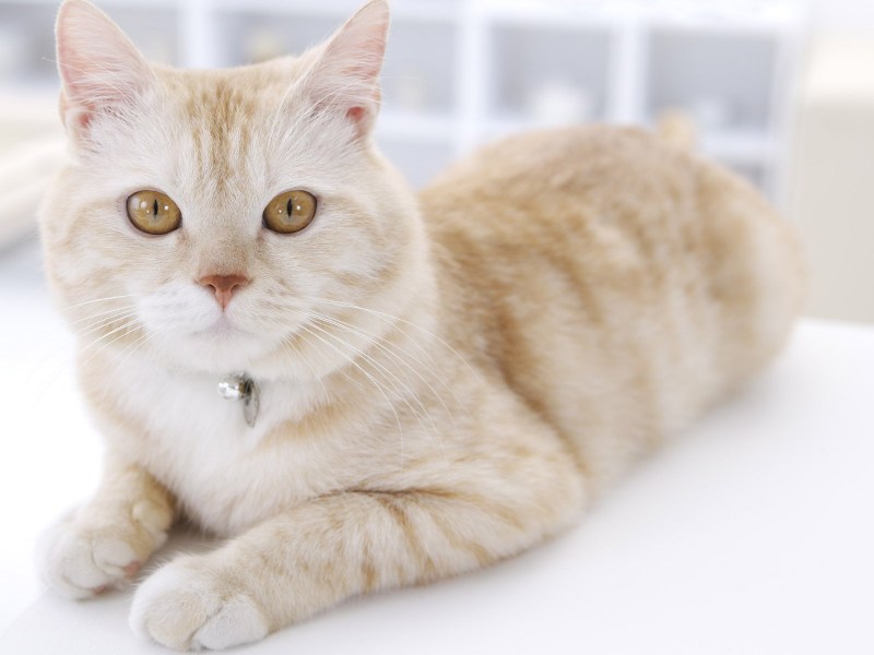 Светлая кошка