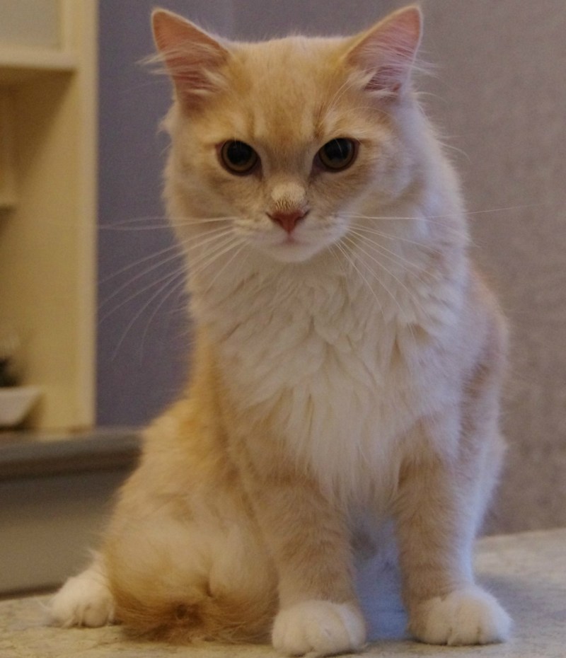 Кремовая кошка