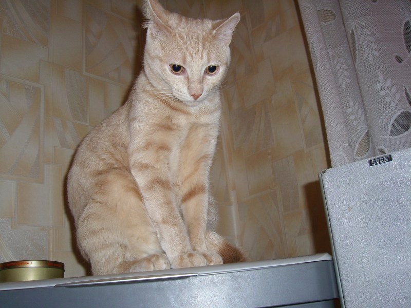 Кошка песочного цвета