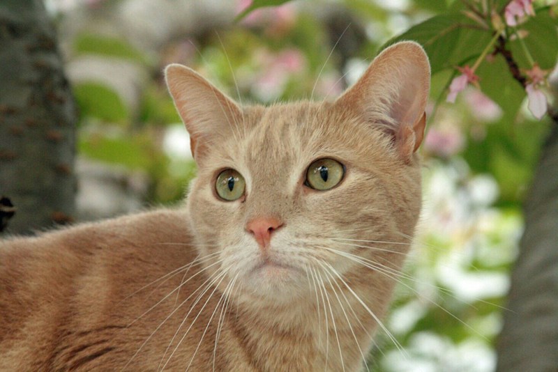 Короткошёрстная кошка палевая