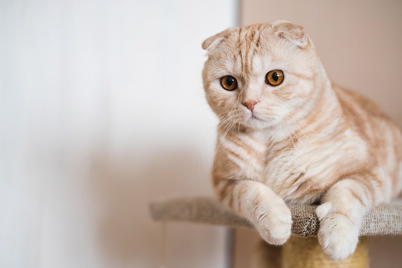 Скоттиш-фолд Шотландская кремовый