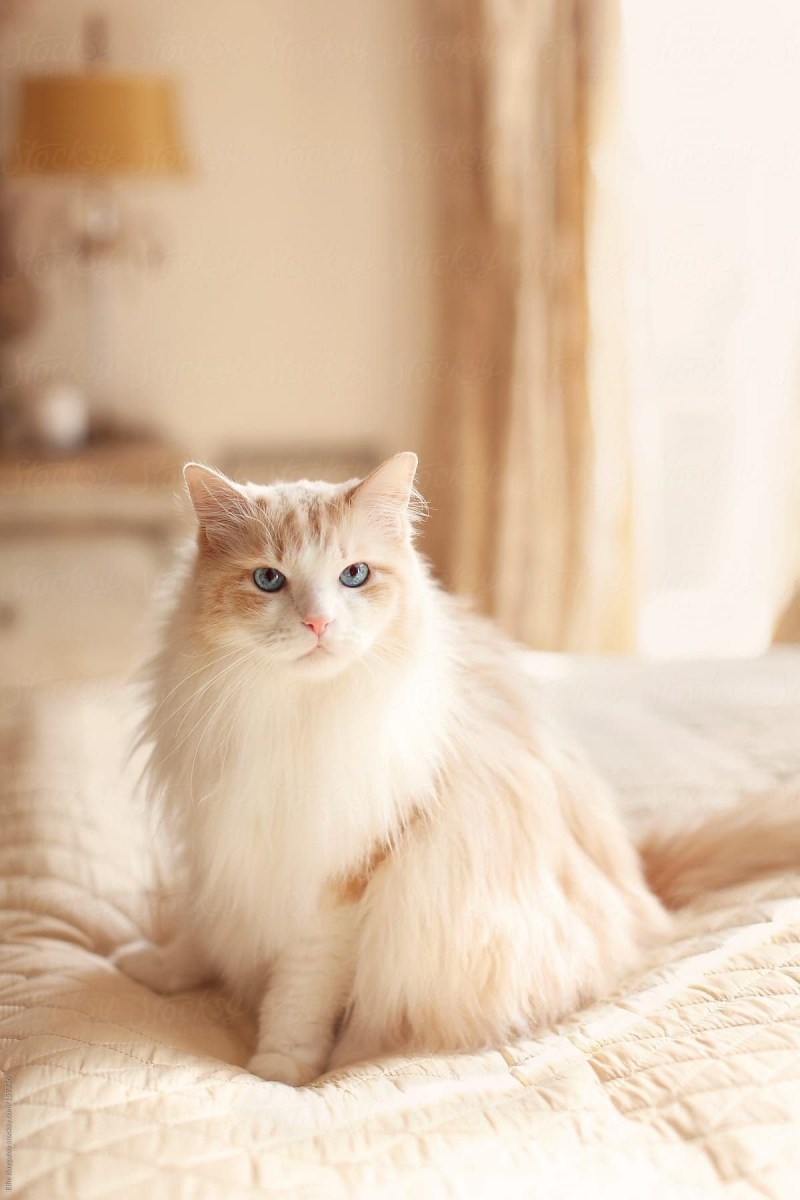Бежевая кошка