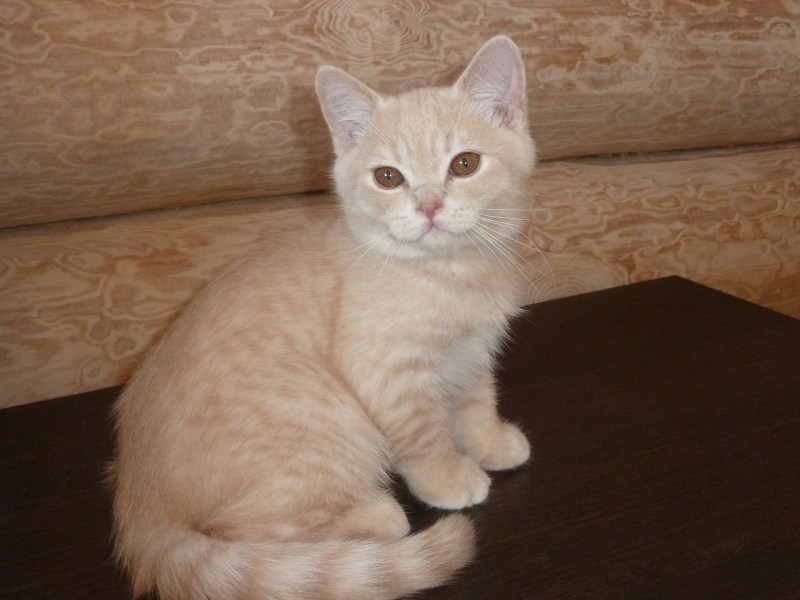 Кот британский гладкошерстный палевый