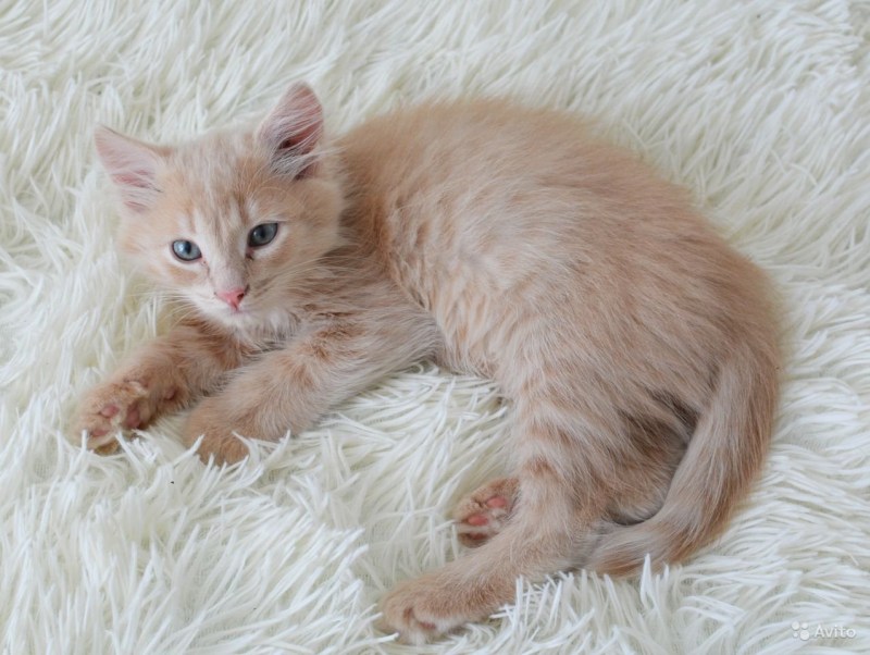 Персиковый ангорский котенок