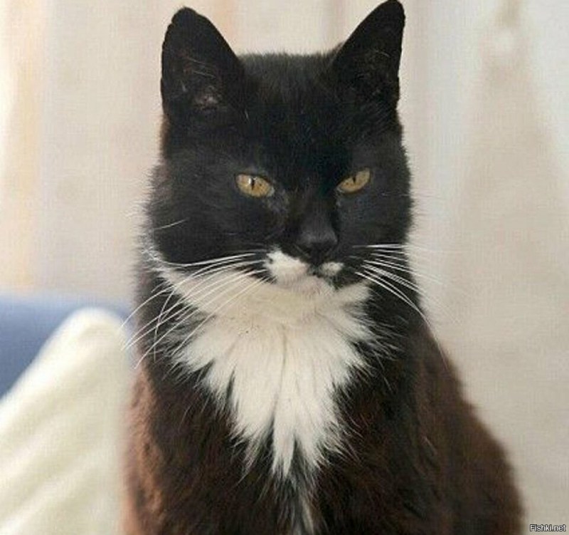 Крим Пафф кошка долгожитель