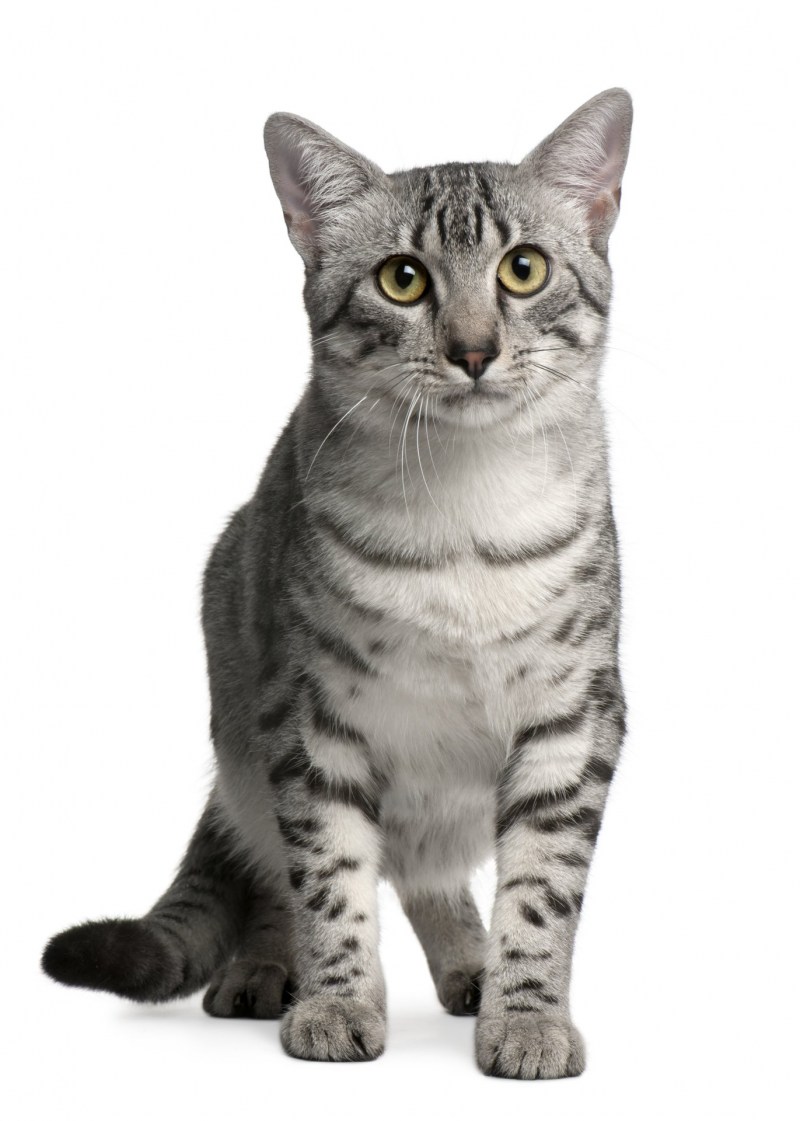 Самый долгожитель кот