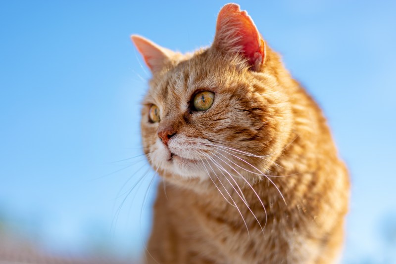 Самых которые на свете нет кошки