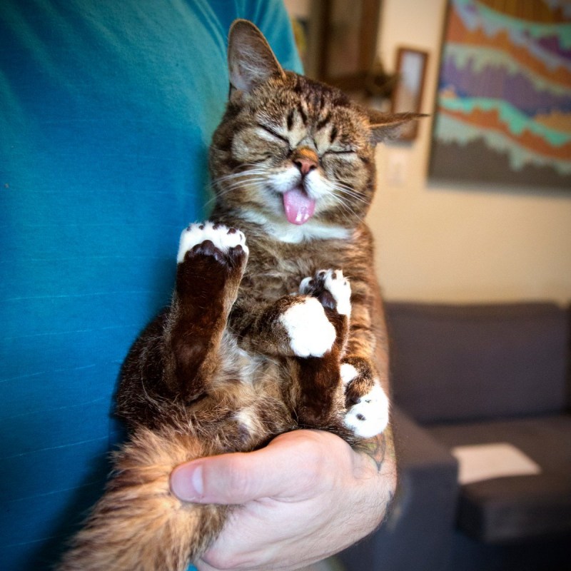 Всратая кошка